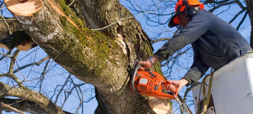 tree cutting