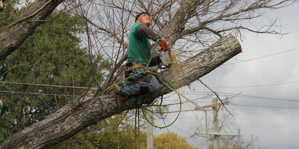 man cutting tree