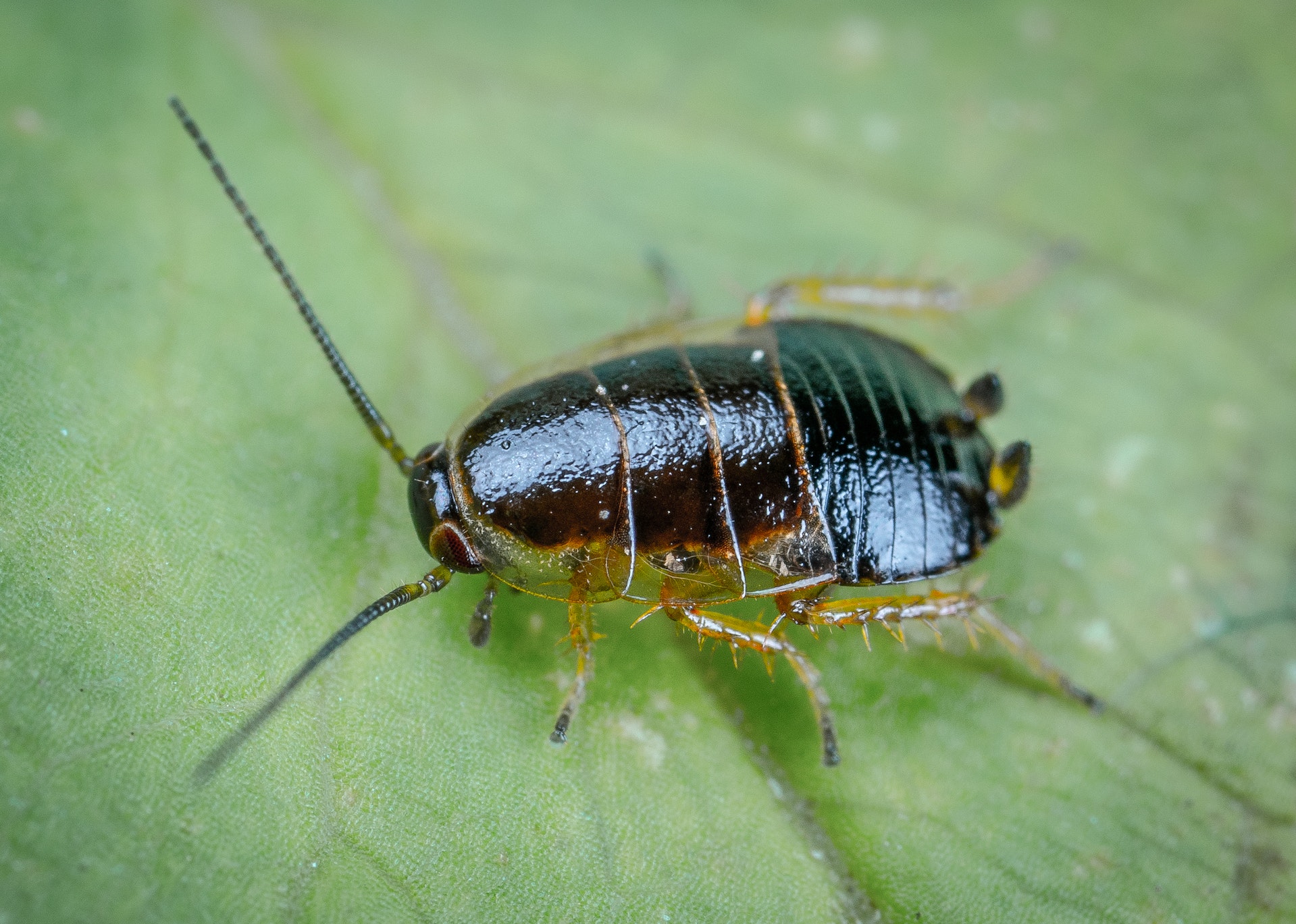 cockroach