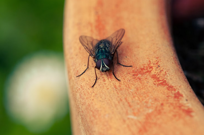 fly